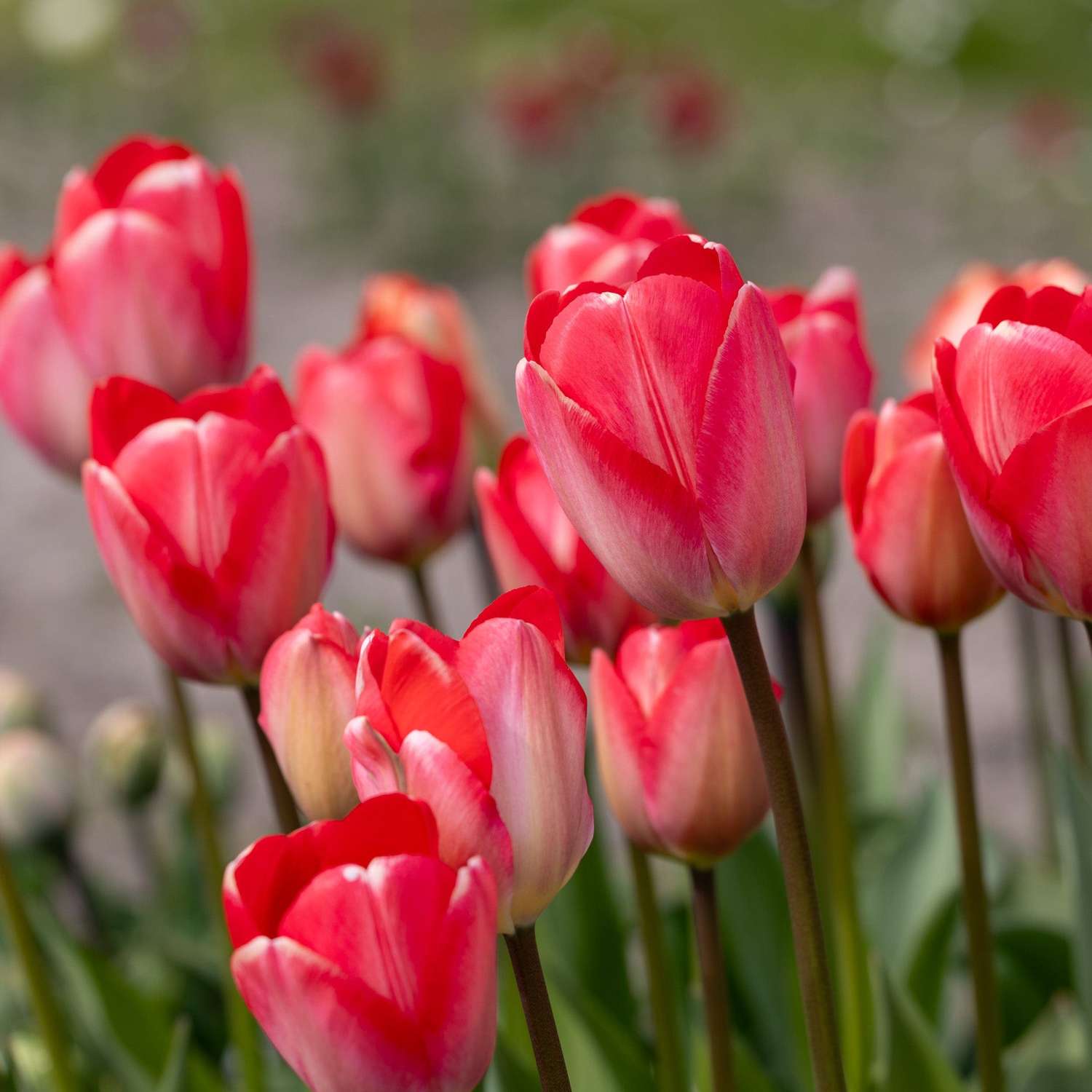 Tulppaani 'Van Eijk'